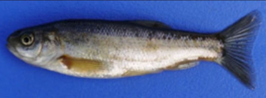Ot balığı Pseudophoxinus cf. ninae